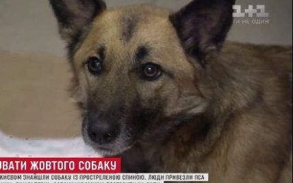 У Києві рятують собаку, якого знайшли у лісі з простреленою спиною