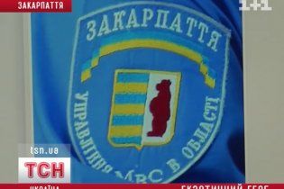 На формі закарпатських міліціонерів з'явилася нашивка з вагітною мавпочкою