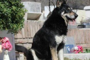 Собака сама нашла могилу хозяина, и живет на ней уже 6 лет
