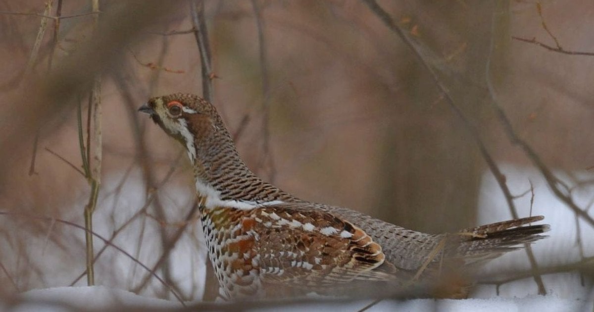Орябок лісовий