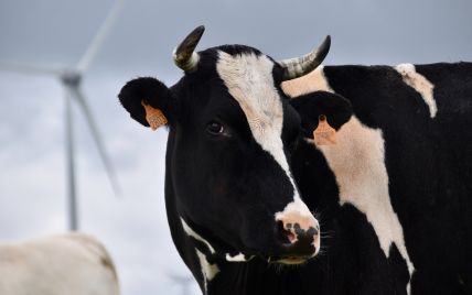 На Киевщине соседи подрались из-за коровьего навоза на заборе