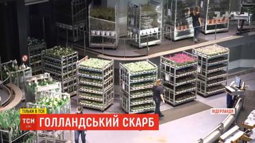 Голландський скарб: на аукціоні в Нідерландах за день продають 30 мільйонів квітів