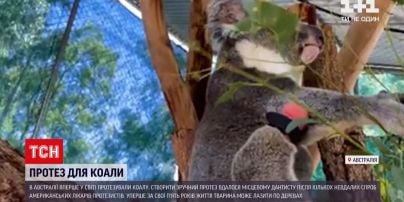 Новости мира: в Австралии сделали первый в мире протез для коалы