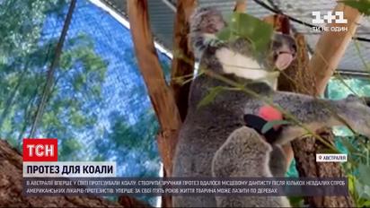 Новини світу: в Австралії зробили перший у світі протез для коали