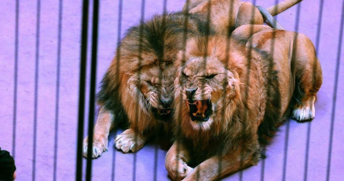 В Киеве запретили выступления передвижных цирков-шапито с животными