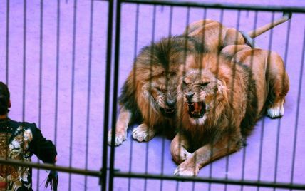 Стало известно, когда в Украине могут запретить цирки с животными