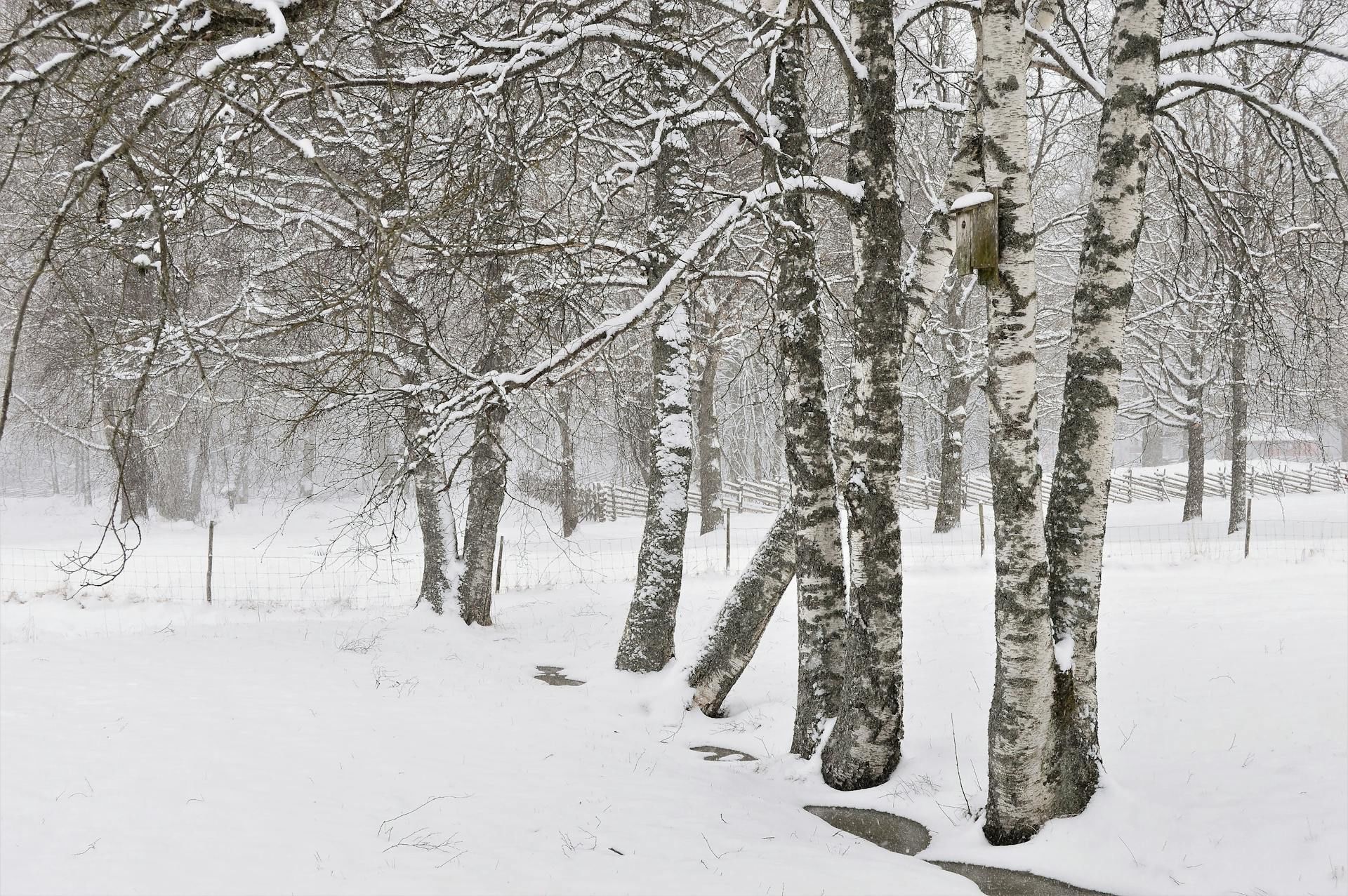 29 січня ліс шумить — до відлиги / © Pexels