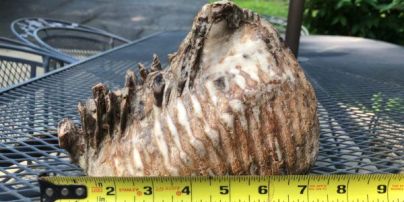 У США хлопчик натрапив на величезний зуб доісторичної тварини