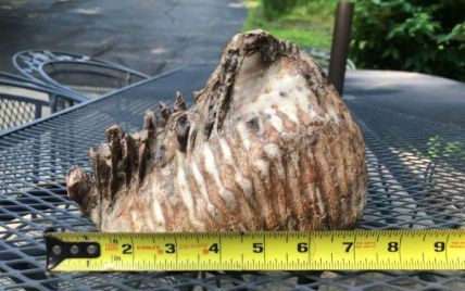 У США хлопчик натрапив на величезний зуб доісторичної тварини
