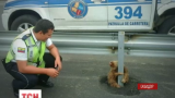Мережу зворушили фото еквадорського лінивця, що застряг посеред жвавої траси