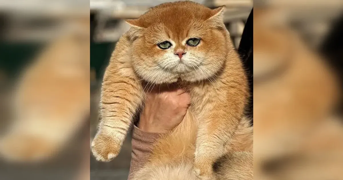 На фото коту 11 месяцев