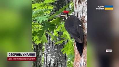 Взбешенные дятлы бьют зеркала в автомобилях американцев!