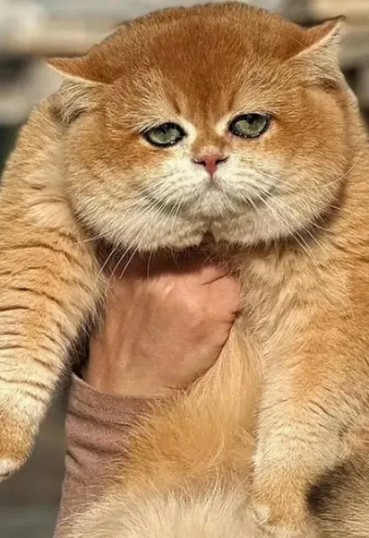 На фото коту 11 місяців