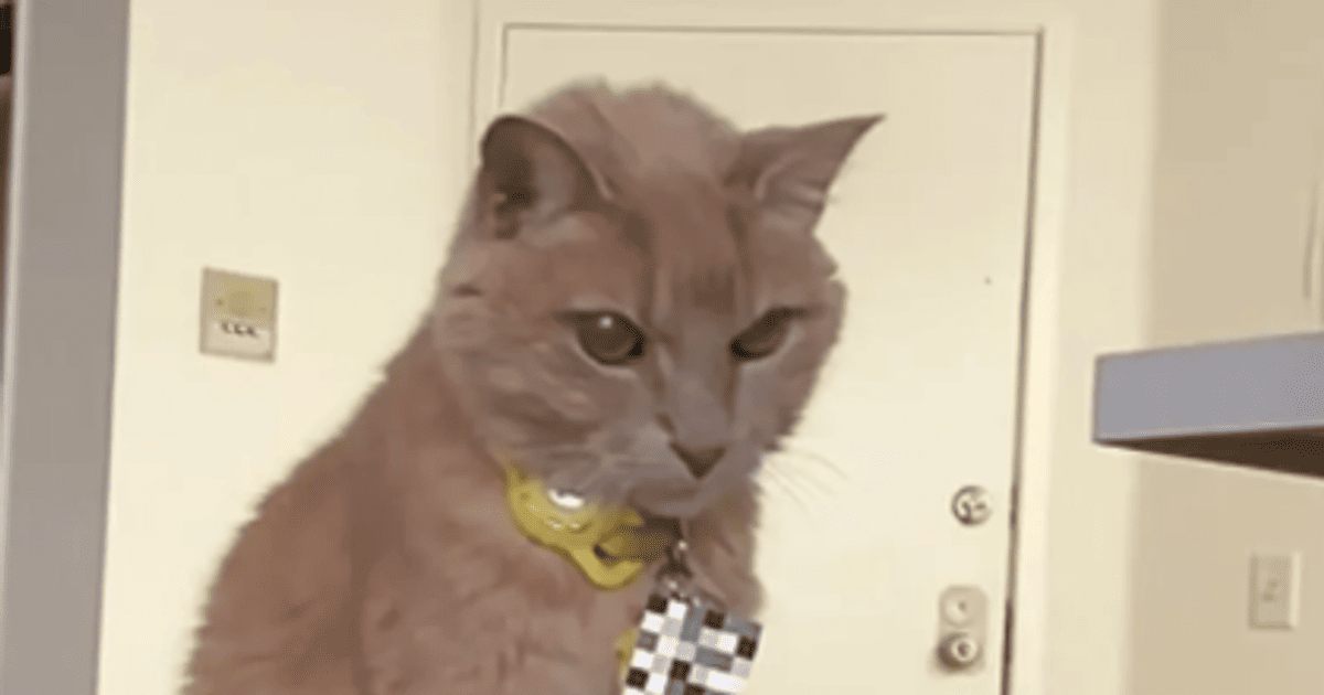 Недоволен Китти