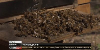 Мільйони бджіл загинули у Рівненській області - пасічники підозрюють агрохолдинг