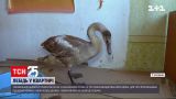 Чернівецький волонтер прихистив птаха із запаленням легень | Новини України