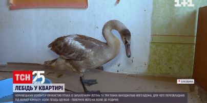 Чернівецький волонтер прихистив птаха із запаленням легень | Новини України