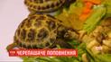 Харківський зоопарк уперше показав двійко степових черепашенят