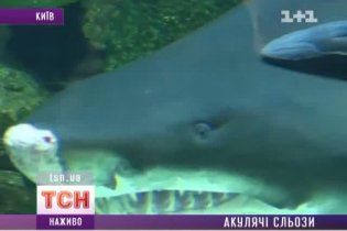 У Німеччині померла акула з київського ТРЦ