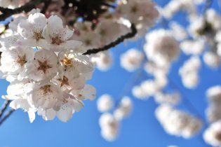 В Україну починає приходити температурна весна
