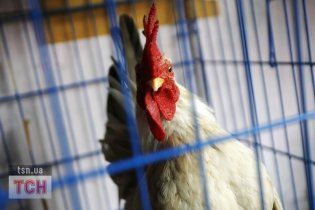 Ученые обнаружили, что курицы и индейки являются ближайшими родственниками летающих динозавров