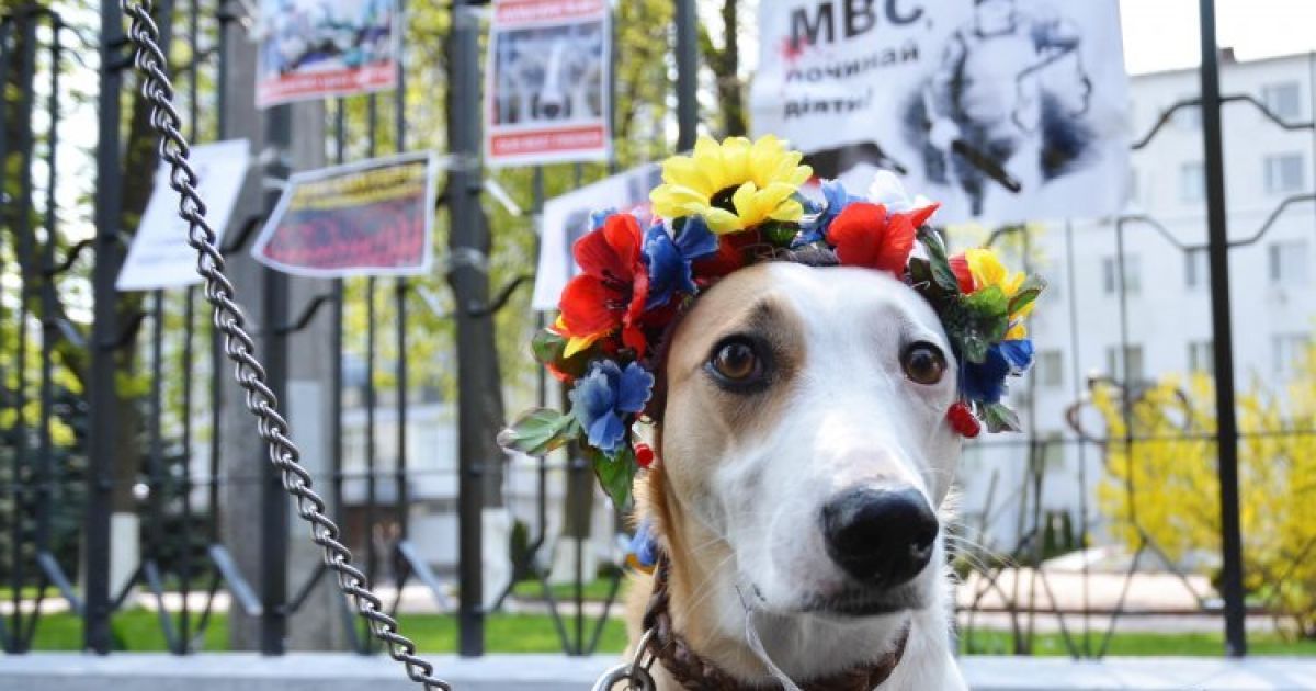 Собаки та їхні власники вимагали припинити знущатися над тваринами.