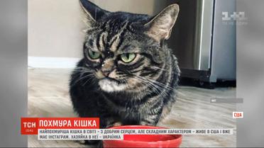 Украинка в США держит дома самую хмурую кису в мире