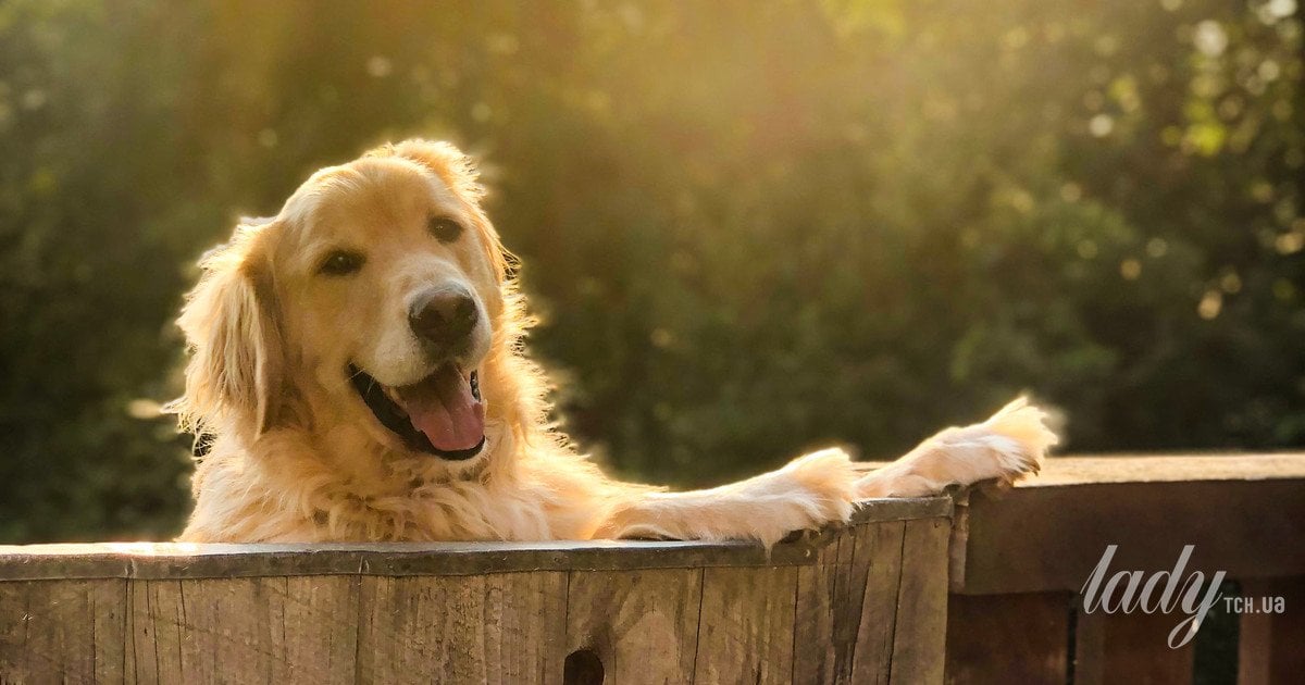 Золотистый ретривер