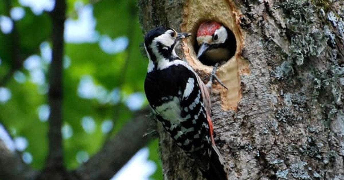 Дятел белоспинный