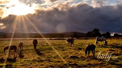 Пасущиеся лошади