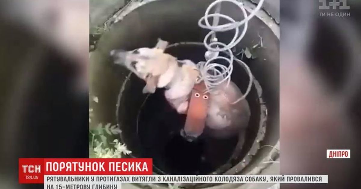 В Днепре для спасения бездомной собаки из колодца развернули целую операцию