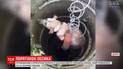 В Днепре для спасения бездомной собаки из колодца развернули целую операцию