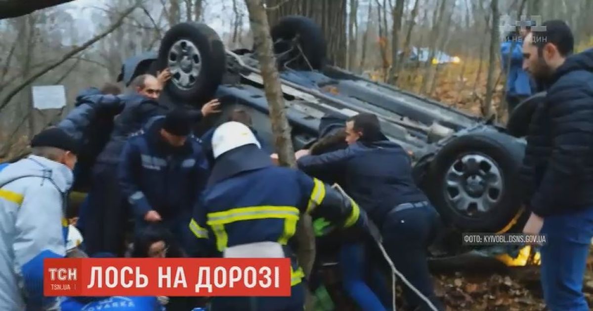 Автомобиль с иностранцами вблизи Чернобыльской зоны сбил лося