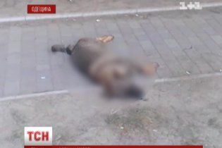 В городке на Одесчине собачьими трупами была покрыта центральная площадь