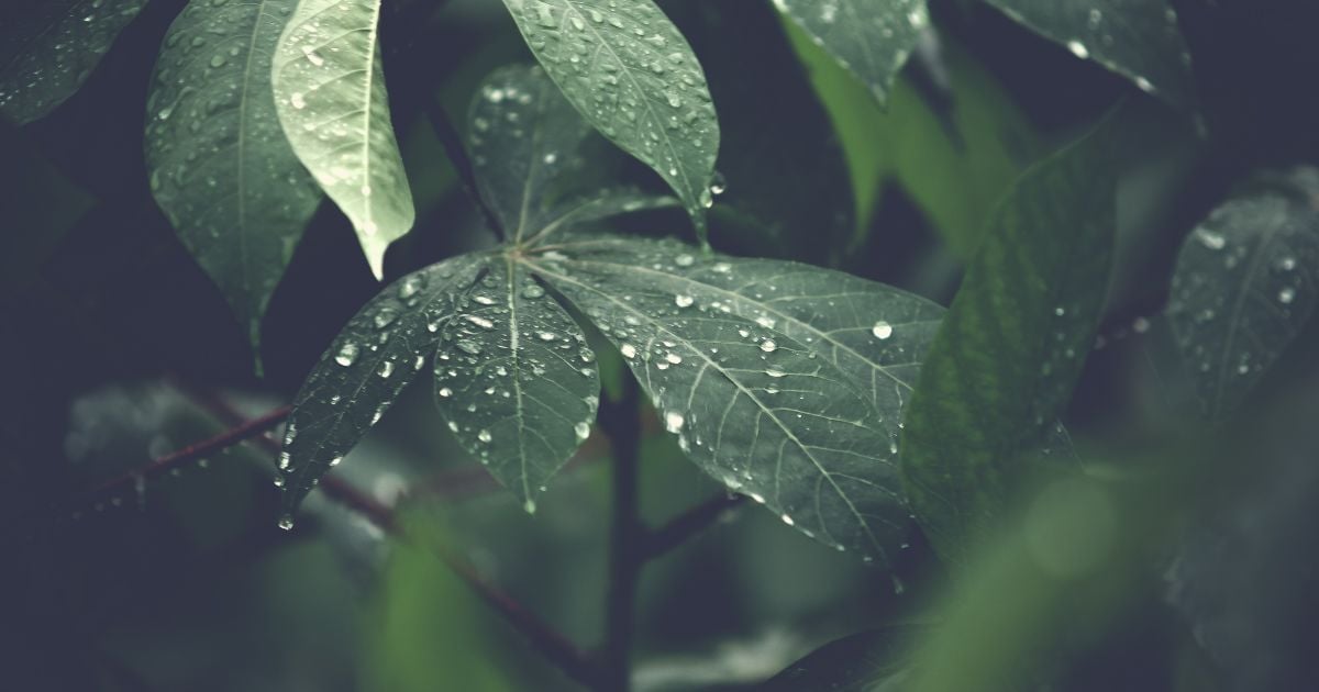 Погода на п’ятницю: в Україні дощі, грози та до +31 тепла