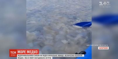 Остров с медуз: в Бердянске отдыхающие засняли аномальное явление