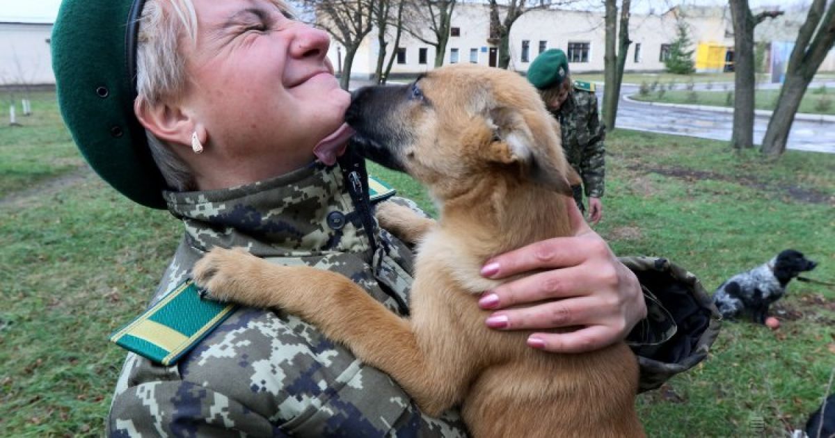 Чемпіонат Державної прикордонної служби України з дресирування службових собак на базі кінологічного Центру Держприкордонслужби України у Великих Мостах, Львівська область. / © УНІАН