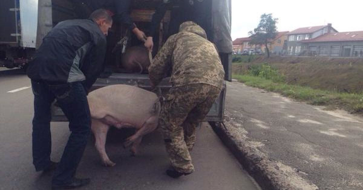 Полицейские поймали поросенка.