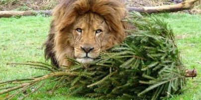 "Кашляли и чихали": четверо львов заразились коронавирусом в зоопарке в Барселоне