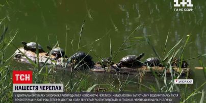 Новини України: у Запоріжжі відвідувачі парку відпочинку зафільмували величезну колонію черепах
