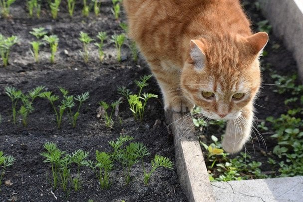 Як віднадити чужих котів від вашої ділянки: методи без шкоди