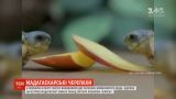 В Честерском зоопарке на свет появились черепахи вымирающего вида