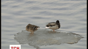 Из-за оттепели на реках на Западе Украины начинается ледоход