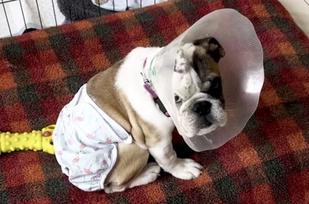 Бульдог Лаки