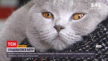 Довіра чотирилапого: британські вчені дослідили, як сподобатися коту