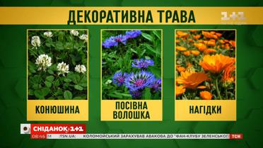 «Антивандальні» рослини: які квіти обрати жителям багатоповерхівок