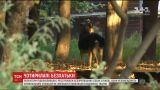 За три дня в Киеве волонтеры насчитали более трех тысяч бродячих собак