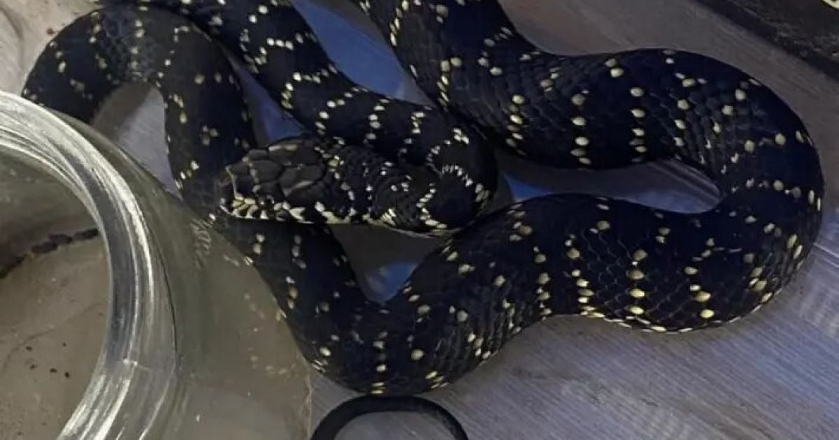 Мужчина принес домой ядовитую змею / Фото: Facebook/Southern highlands snake catcher