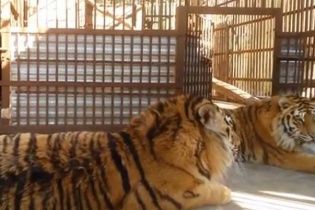 В имении Клименко нашли редких амурских тигров и карпатских медведей