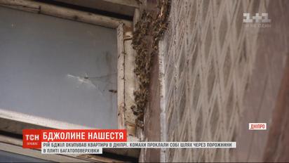 В Днепре пчелы оккупировали квартиру жительницы спального района